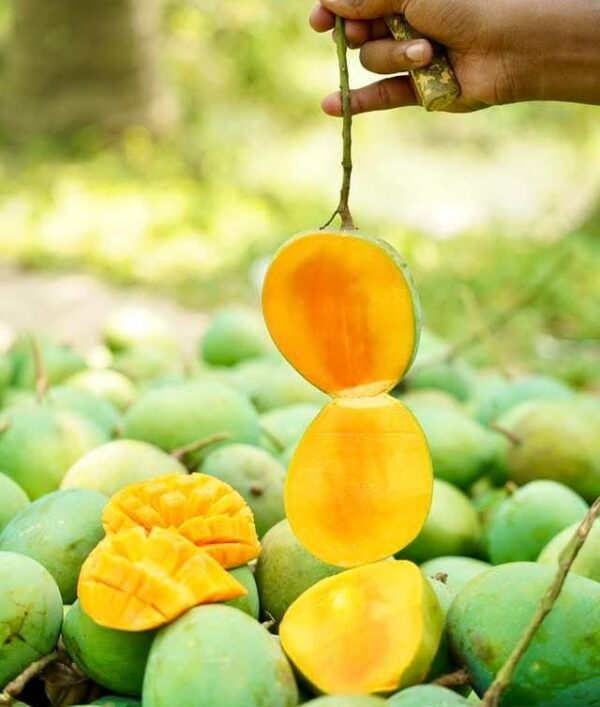 Mango | 12 KG